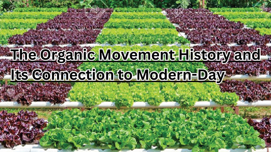 Green Revolution The Wonders of Organic Farming in India