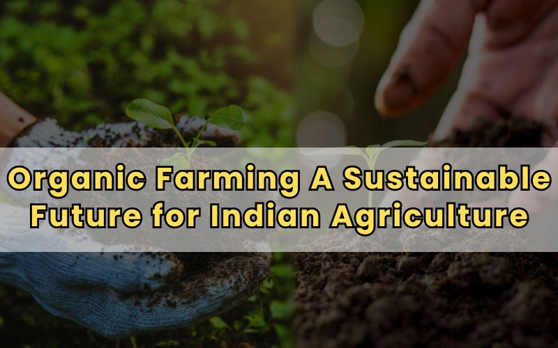 Organic Farming A Sustainable Future for Indian Agriculture