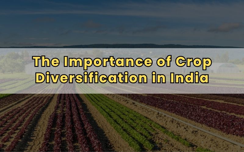 The Importance of Crop Diversification in India